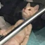 Profile photo of nara