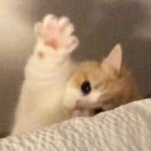 Profile photo of Lê Nguyễn Minh Hiếu